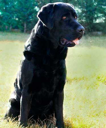 Foto con il primo piano di un cane nero seduto in un giardino